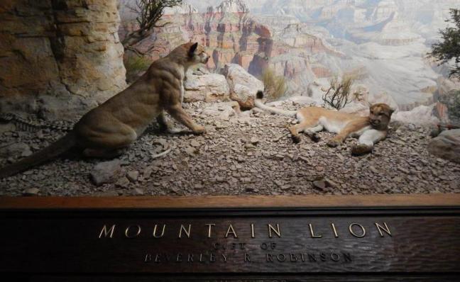 Museu de História Natural de Nova York