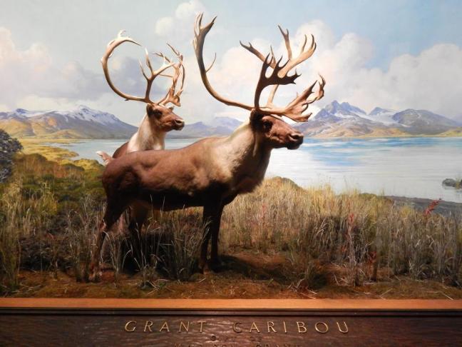 Museu de História Natural de Nova York