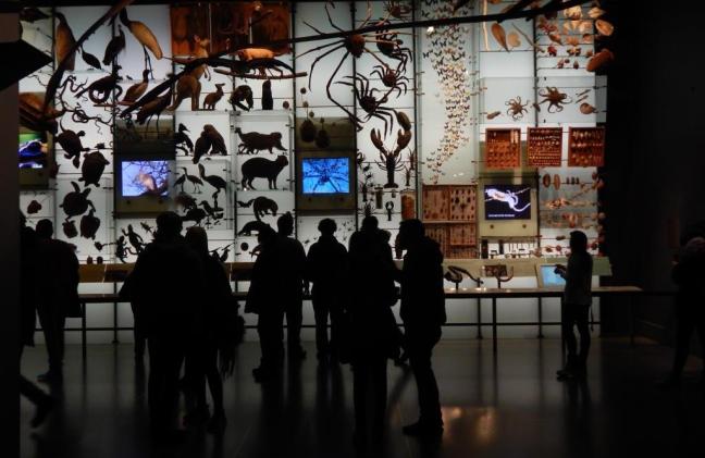 Museu de História Natural de Nova York