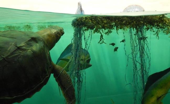 Museu de História Natural - Vida marinha