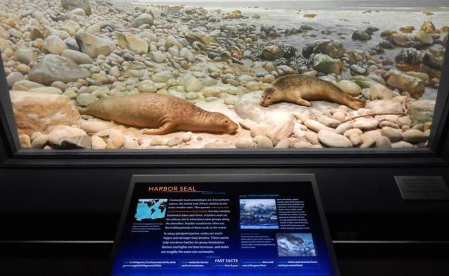 Museu de História Natural - Vida marinha