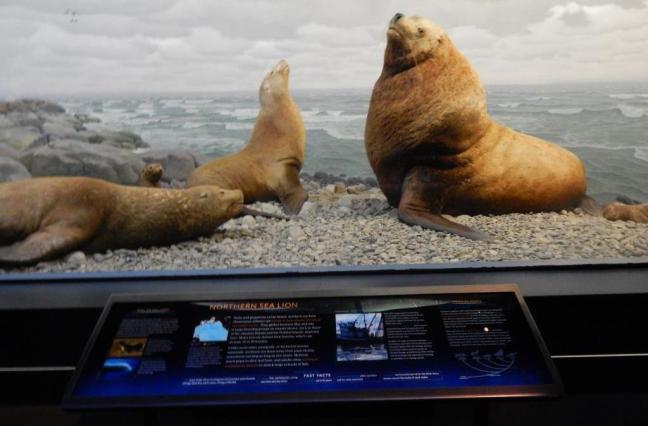 Museu de História Natural - Vida marinha