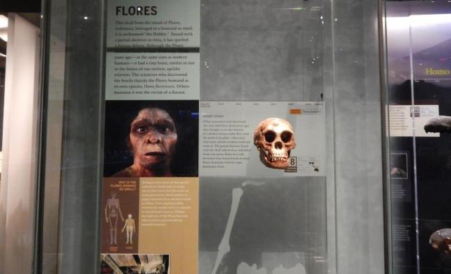 Museu de História Natural - Evolução