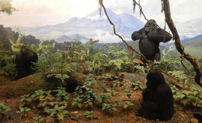 Museu de História Natural de Nova York