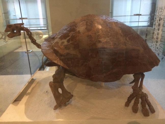 Museu de História Natural